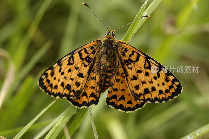 斑点贝母蝶(Melitaea didyma)